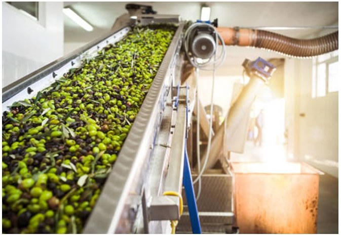 Olive oil extraction mill processing line